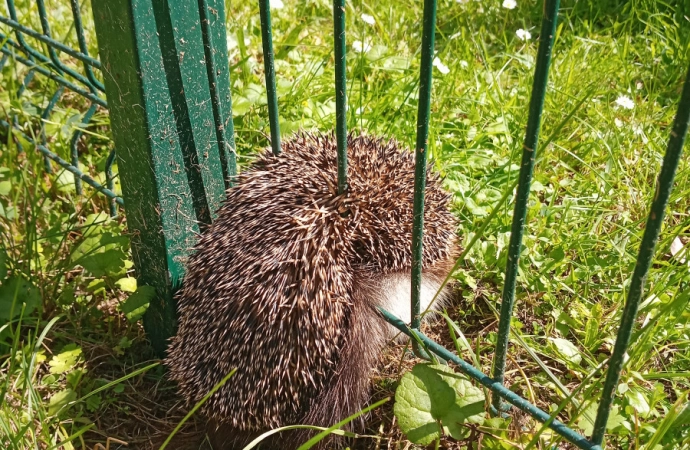 Jeż w ogrodzeniu, jenot w oknie